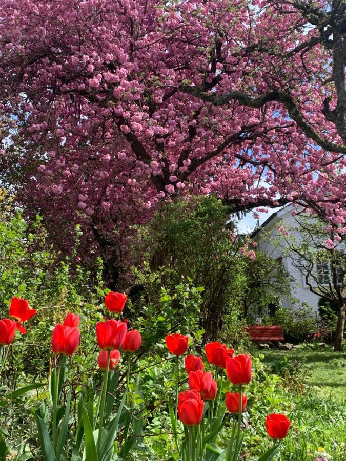 Au Jardin Bed and Breakfast Zuchwil Buitenkant foto